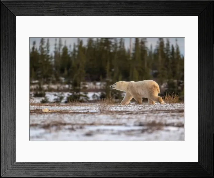 Framed Print : Polar bear walking through a snow covered field in October near Churchill, Manitoba Framed Print : Polar bear walking through a snow covered field in October near Churchill, Manitoba