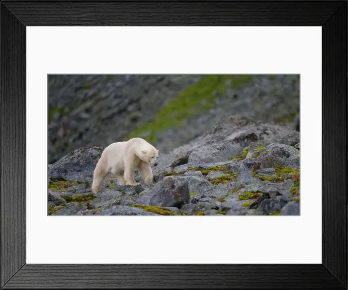 Framed Print : Polar bear (Ursus maritimus) on land in summer, Svalbard, Norway Framed Print : Polar bear (Ursus maritimus) on land in summer, Svalbard, Norway
