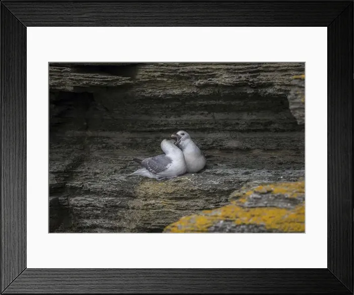 Framed Print : Fulmars, social behaviour, Fulmarus glacialis, Westray, Orkney Islands, Scotland, Great Britain Framed Print : Fulmars, social behaviour, Fulmarus glacialis, Westray, Orkney Islands, Scotland, Great Britain