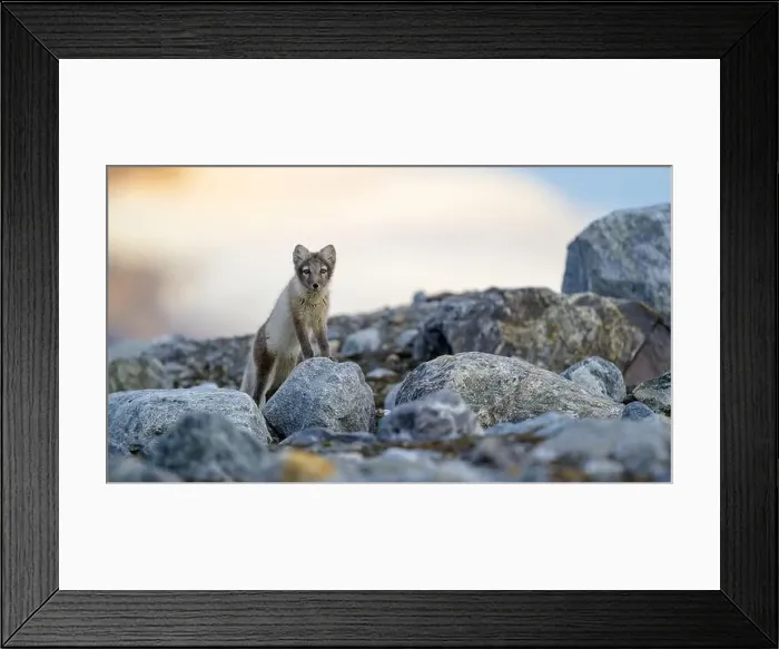 Framed Print : Arctic fox (Alopex lagopus) in rocky landscape, Svalbard Framed Print : Arctic fox (Alopex lagopus) in rocky landscape, Svalbard