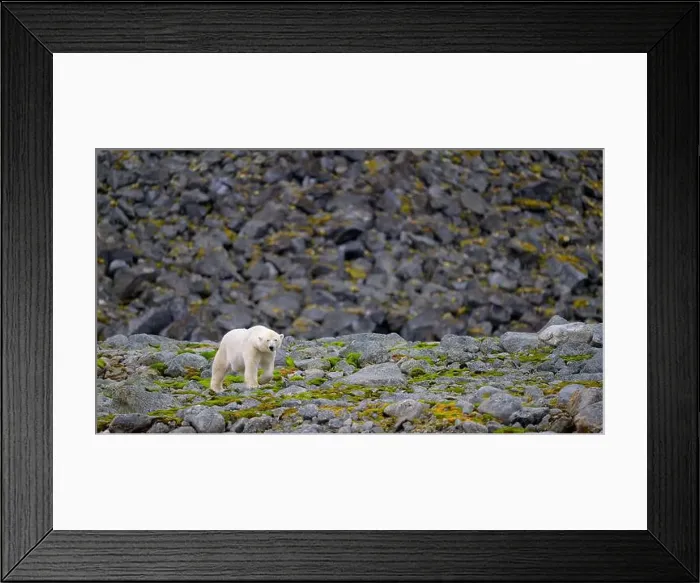 Framed Print : Polar bear (Ursus maritimus) on land in summer, Svalbard, Norway Framed Print : Polar bear (Ursus maritimus) on land in summer, Svalbard, Norway