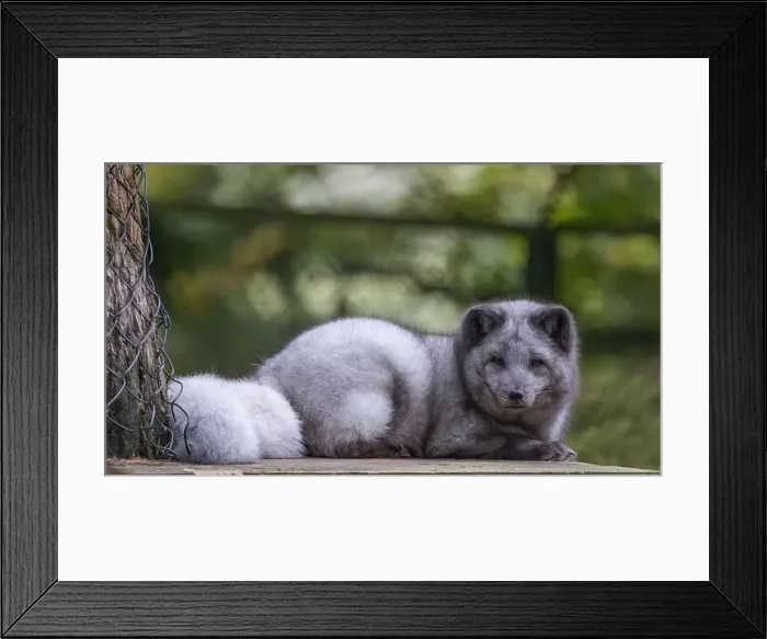 Framed Print : Arctic Fox [ Vulpes lagopus ] at Wildwood in Devon, UK