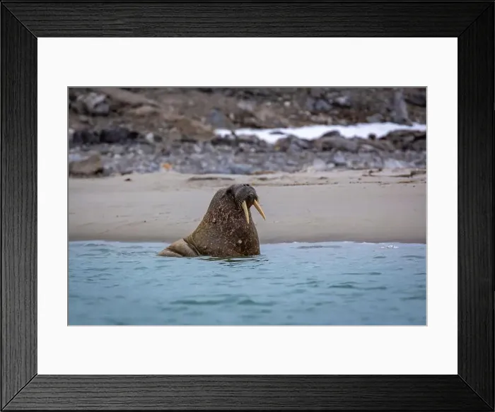 Framed Print : Visiting a small walrus colony in the Arctic at the Hamiltonbukta on Spitsbergen, Svalbard, Norway Framed Print : Visiting a small walrus colony in the Arctic at the Hamiltonbukta on Spitsbergen, Svalbard, Norway