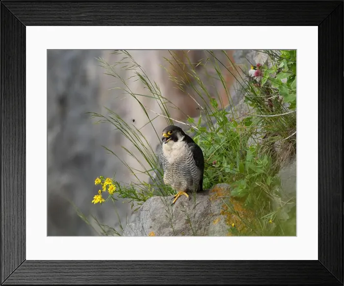 Framed Print : Peregrine falcon[ Falco Peregrinus] perched on a ledge in the Avon gorge, Bristol UK