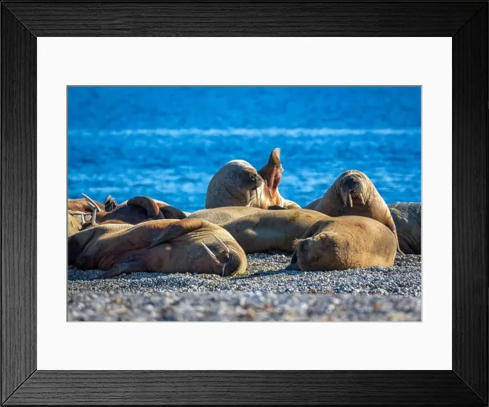Framed Print : visiting a colony with walruses at Torellneset on Nordaustlandet on Svalbard, Norway Framed Print : visiting a colony with walruses at Torellneset on Nordaustlandet on Svalbard, Norway