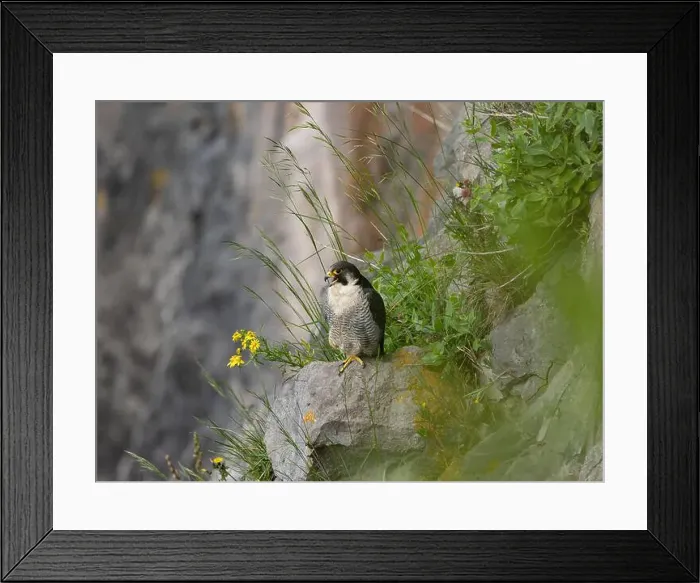 Framed Print : Peregrine falcon[ Falco Peregrinus] perched on a ledge in the Avon gorge, Bristol UK