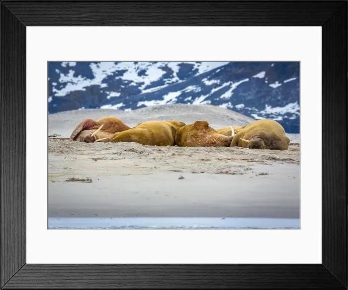 Framed Print : Visiting a small walrus colony in the Arctic at the Hamiltonbukta on Spitsbergen, Svalbard, Norway Framed Print : Visiting a small walrus colony in the Arctic at the Hamiltonbukta on Spitsbergen, Svalbard, Norway