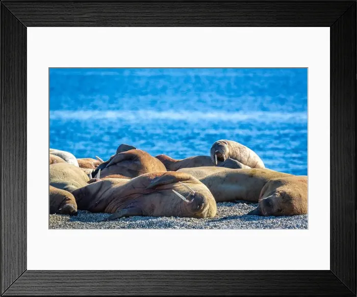 Framed Print : visiting a colony with walruses at Torellneset on Nordaustlandet on Svalbard, Norway Framed Print : visiting a colony with walruses at Torellneset on Nordaustlandet on Svalbard, Norway