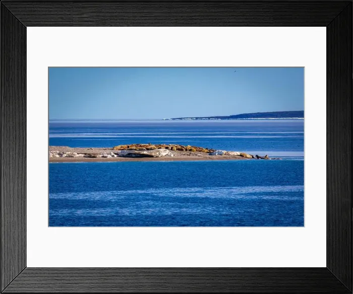 Framed Print : visiting a colony with walruses at Torellneset on Nordaustlandet on Svalbard, Norway Framed Print : visiting a colony with walruses at Torellneset on Nordaustlandet on Svalbard, Norway