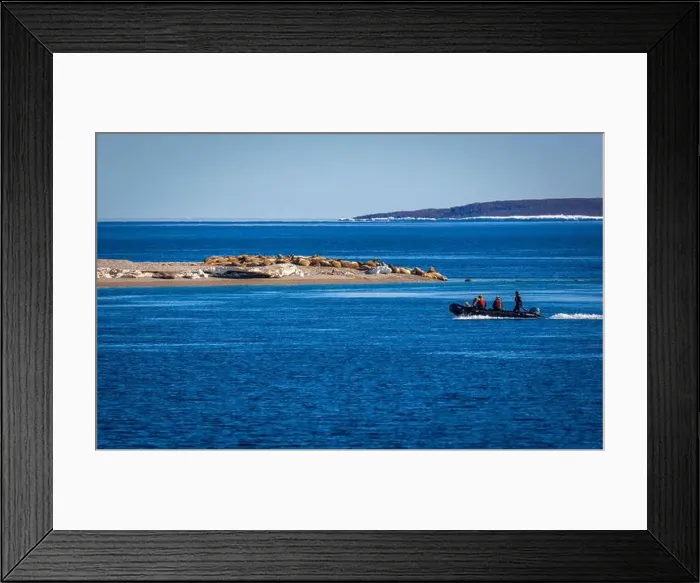Framed Print : visiting a colony with walruses at Torellneset on Nordaustlandet on Svalbard, Norway Framed Print : visiting a colony with walruses at Torellneset on Nordaustlandet on Svalbard, Norway