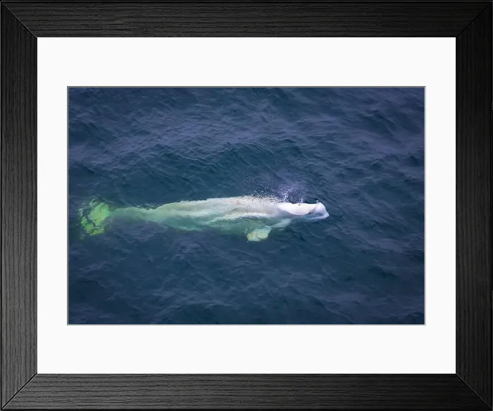 Framed Print : watching a white Beluga Whale in the Arctic on Svalbard, Norway