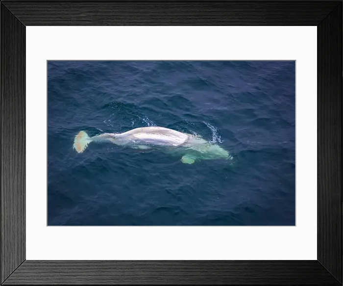 Framed Print : watching a white Beluga Whale in the Arctic on Svalbard, Norway Framed Print : watching a white Beluga Whale in the Arctic on Svalbard, Norway