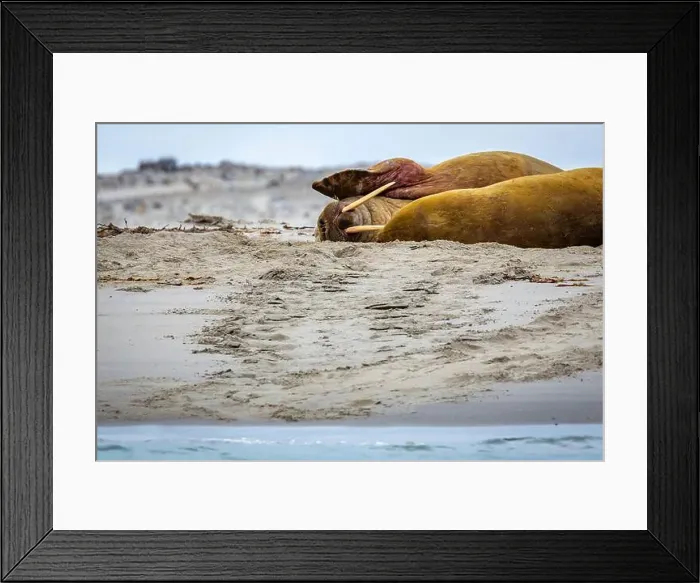 Framed Print : Visiting a small walrus colony in the Arctic at the Hamiltonbukta on Spitsbergen, Svalbard, Norway Framed Print : Visiting a small walrus colony in the Arctic at the Hamiltonbukta on Spitsbergen, Svalbard, Norway