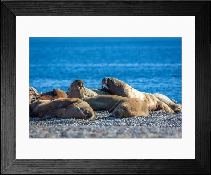 Framed Print : visiting a colony with walruses at Torellneset on Nordaustlandet on Svalbard, Norway Framed Print : visiting a colony with walruses at Torellneset on Nordaustlandet on Svalbard, Norway