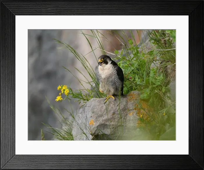 Framed Print : Peregrine falcon[ Falco Peregrinus] perched on a ledge in the Avon gorge, Bristol UK