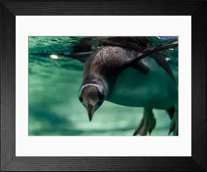 Framed Print : Penguin Gliding Through Clear Water Framed Print : Penguin Gliding Through Clear Water