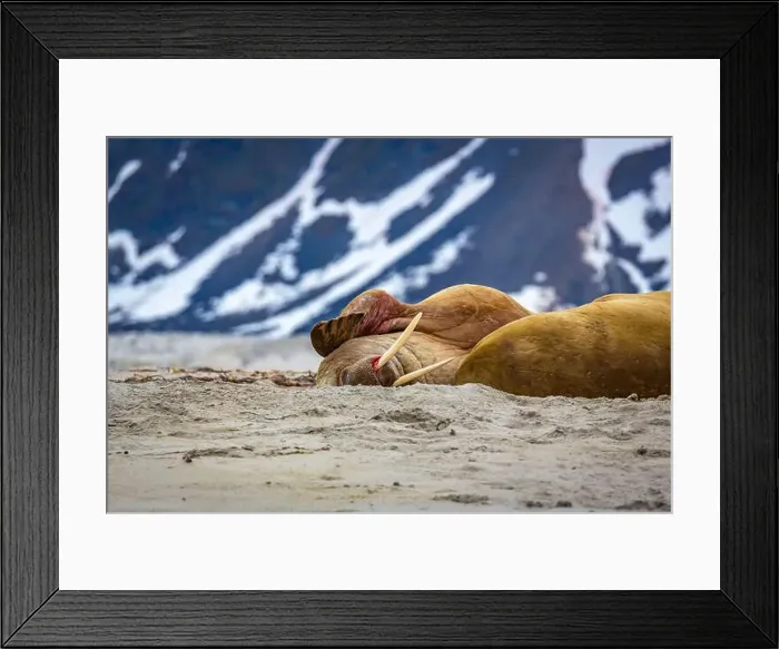 Framed Print : Visiting a small walrus colony in the Arctic at the Hamiltonbukta on Spitsbergen, Svalbard, Norway Framed Print : Visiting a small walrus colony in the Arctic at the Hamiltonbukta on Spitsbergen, Svalbard, Norway