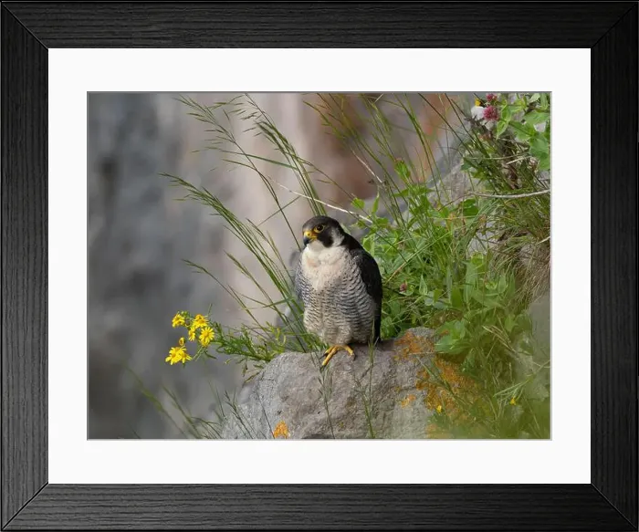 Framed Print : Peregrine falcon[ Falco Peregrinus] perched on a ledge in the Avon gorge, Bristol UK