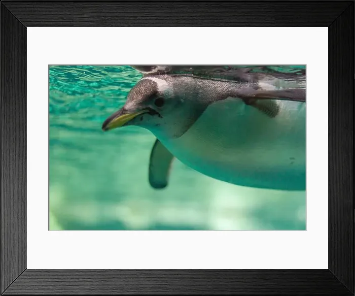 Framed Print : Penguin Gliding Through Clear Water Framed Print : Penguin Gliding Through Clear Water