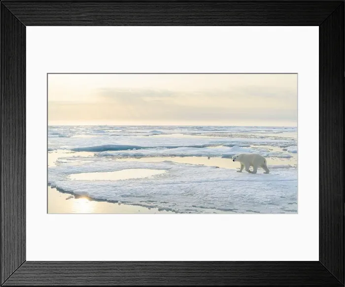 Framed Print : Polar bear (Ursus maritimus) on ice and snow, Svalbard, Norway Framed Print : Polar bear (Ursus maritimus) on ice and snow, Svalbard, Norway