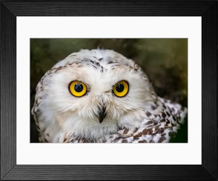 Framed Print : The closeup image of snowy owl (Bubo scandiacus) Framed Print : The closeup image of snowy owl (Bubo scandiacus)