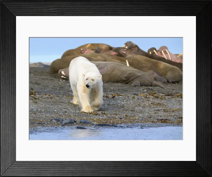 Framed Print : Polar bear and walruses on land, Svalbard, Norway Framed Print : Polar bear and walruses on land, Svalbard, Norway