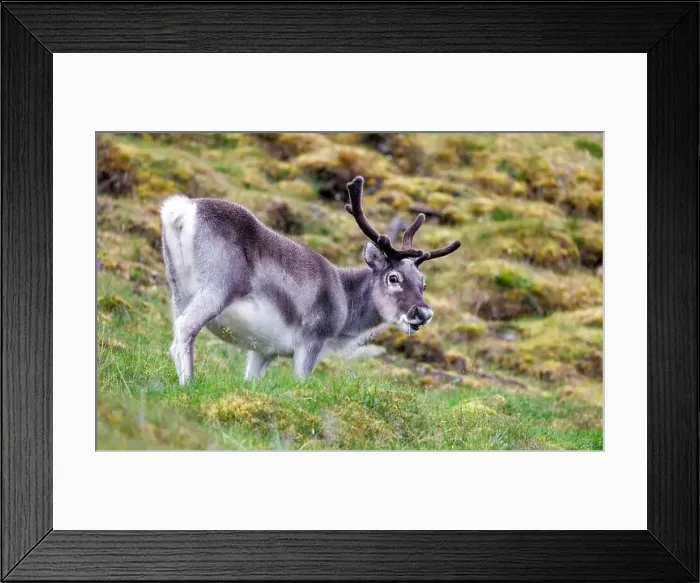 Framed Print : Young reindeer, Rangifer tarandus Framed Print : Young reindeer, Rangifer tarandus