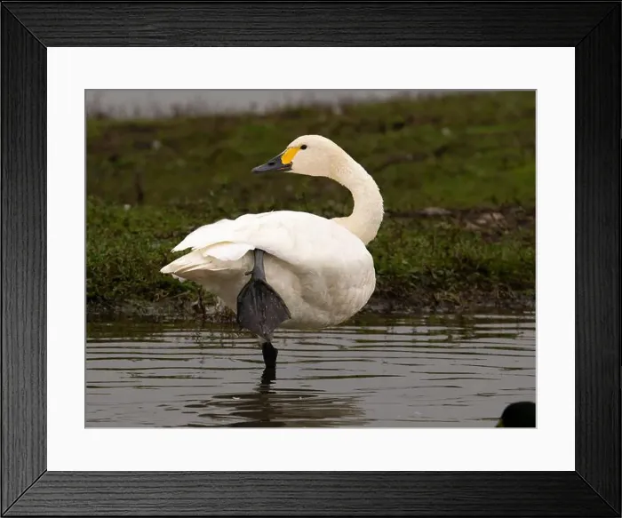 Framed Print : Bewick swan at Slimbridge WWT in Gloucestershire, a regular winter visitor from Siberia. [ cygnus columbianus bewickii ]