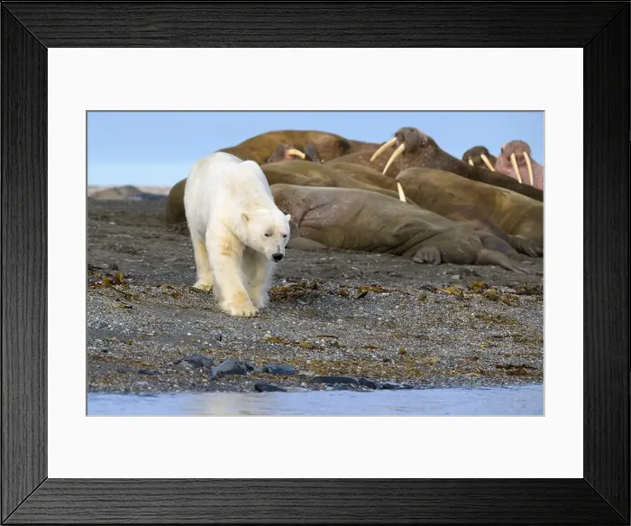 Framed Print : Polar bear and walruses on land, Svalbard, Norway Framed Print : Polar bear and walruses on land, Svalbard, Norway