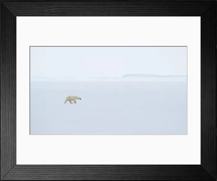 Framed Print : Polar bear (Ursus maritimus) on ice and snow, Svalbard, Norway Framed Print : Polar bear (Ursus maritimus) on ice and snow, Svalbard, Norway