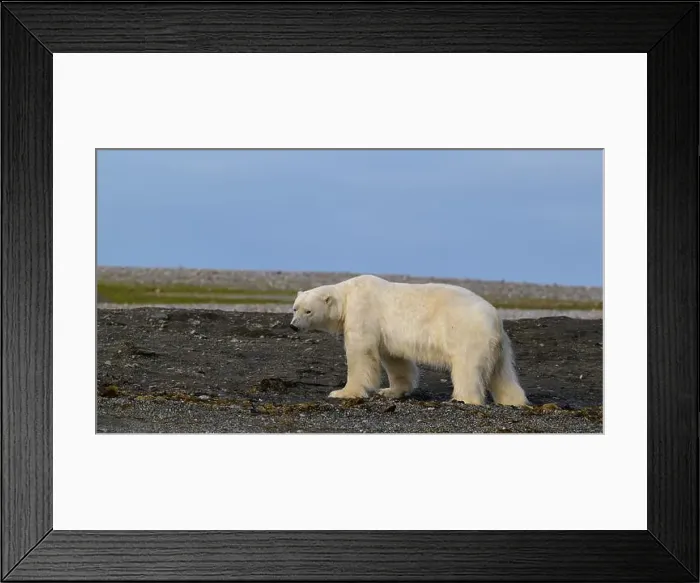 Framed Print : Polar bear (Ursus maritimus) on land in summer, Svalbard, Norway Framed Print : Polar bear (Ursus maritimus) on land in summer, Svalbard, Norway