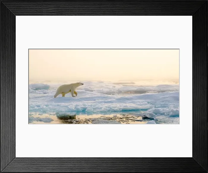 Framed Print : Polar bear (Ursus maritimus) on ice and snow, Svalbard, Norway Framed Print : Polar bear (Ursus maritimus) on ice and snow, Svalbard, Norway