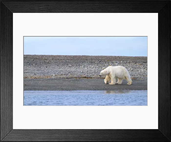 Framed Print : Polar bear (Ursus maritimus) on land in summer, Svalbard, Norway Framed Print : Polar bear (Ursus maritimus) on land in summer, Svalbard, Norway