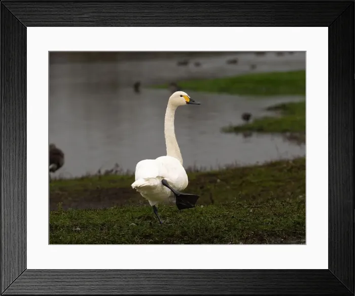 Framed Print : Bewick swan at Slimbridge WWT in Gloucestershire, a regular winter visitor from Siberia. [ cygnus columbianus bewickii ]