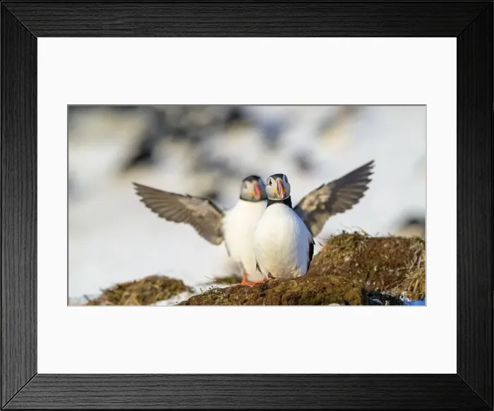 Framed Print : Atlantic puffin (Fratercula arctica) at Hornøya island, Norway Framed Print : Atlantic puffin (Fratercula arctica) at Hornøya island, Norway