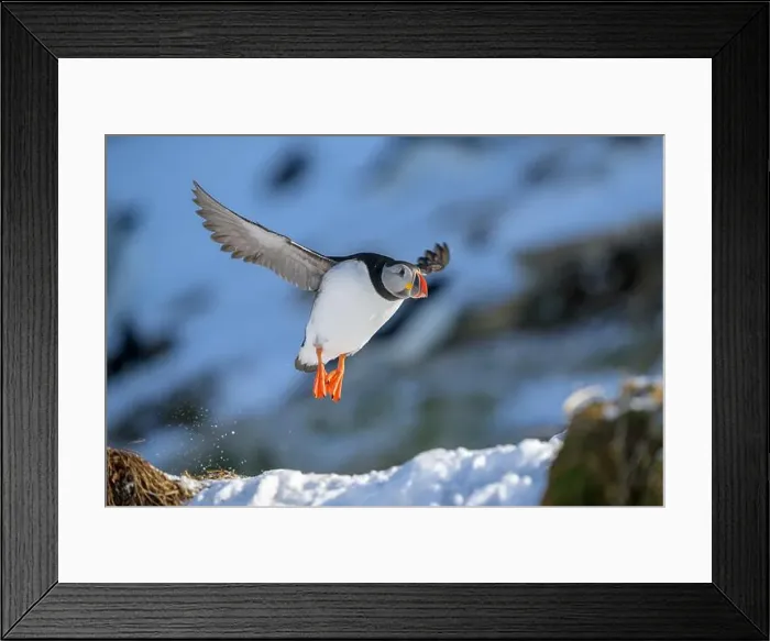 Framed Print : Atlantic puffin (Fratercula arctica) at Hornøya island, Norway Framed Print : Atlantic puffin (Fratercula arctica) at Hornøya island, Norway