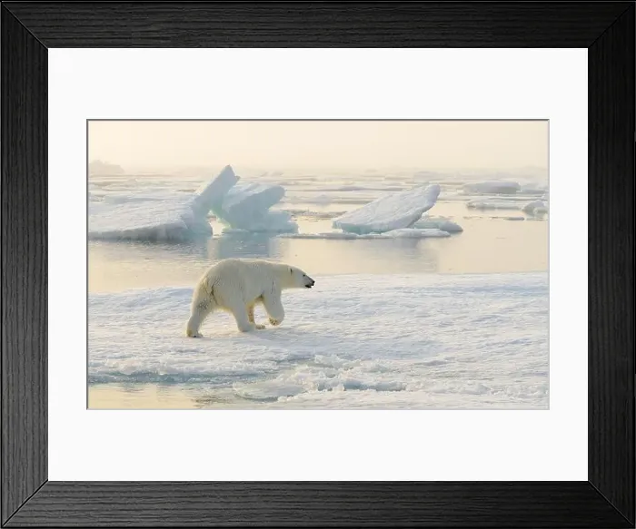 Framed Print : Polar bear (Ursus maritimus) on ice and snow, Svalbard, Norway