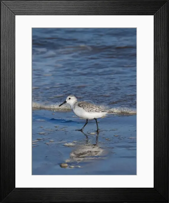Framed Print : Sanderling on South Padre Island Beach in Texas Framed Print : Sanderling on South Padre Island Beach in Texas
