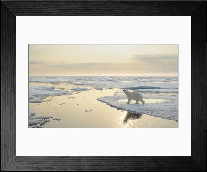 Framed Print : Polar bear (Ursus maritimus) on ice and snow, Svalbard, Norway Framed Print : Polar bear (Ursus maritimus) on ice and snow, Svalbard, Norway