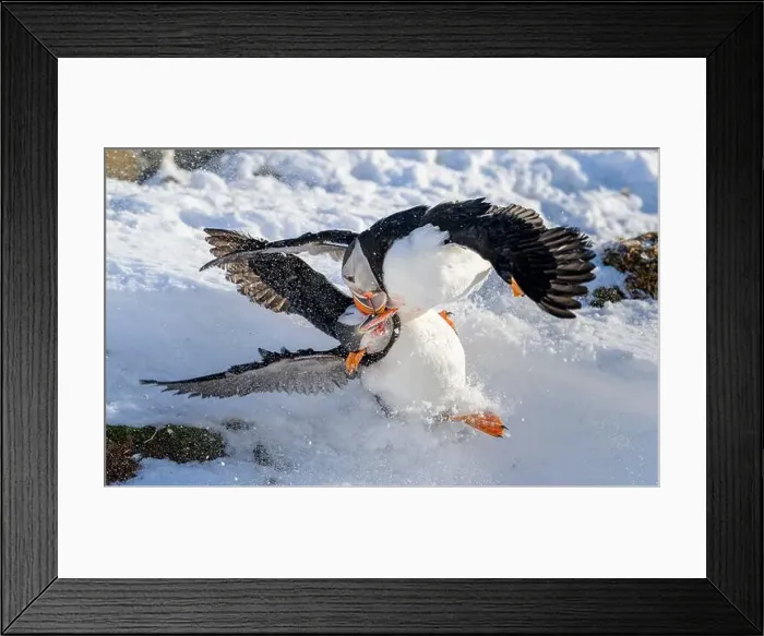 Framed Print : Atlantic puffin (Fratercula arctica) fighting in snow at Hornøya island, Norway Framed Print : Atlantic puffin (Fratercula arctica) fighting in snow at Hornøya island, Norway