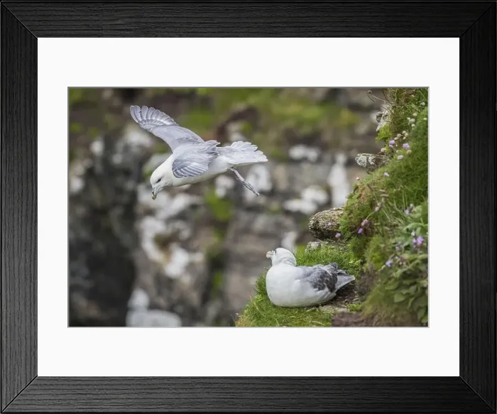 Framed Print : Northern fulmar in flight, Fulmarus glacialis, Westray, Orkney Islands, Scotland, Great Britain Framed Print : Northern fulmar in flight, Fulmarus glacialis, Westray, Orkney Islands, Scotland, Great Britain