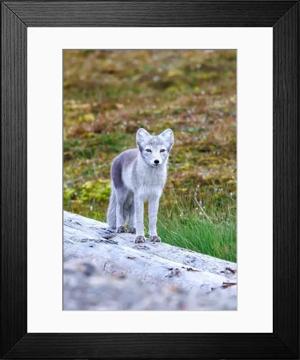 Framed Print : Adult arctic fox, Vulpes Lagopus Framed Print : Adult arctic fox, Vulpes Lagopus