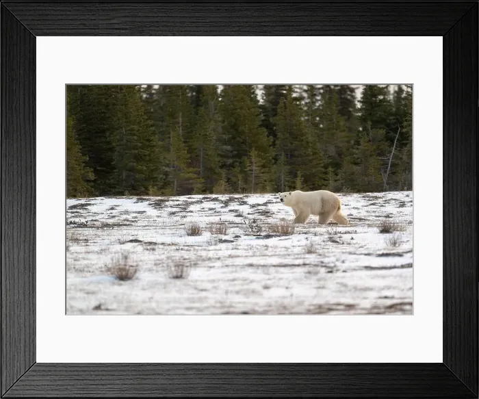 Framed Print : Polar bear walking through a snow covered field in October near Churchill, Manitoba Framed Print : Polar bear walking through a snow covered field in October near Churchill, Manitoba