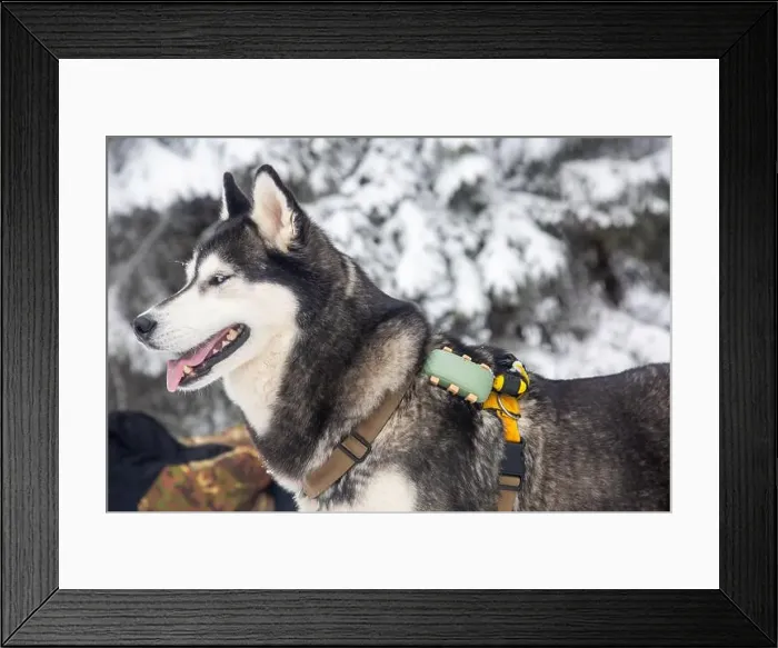 Framed Print : A Siberian husky, with its iconic blue eyes and thick winter coat Framed Print : A Siberian husky, with its iconic blue eyes and thick winter coat