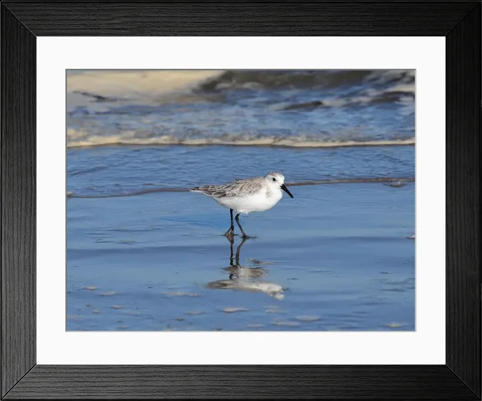 Framed Print : Sanderling on South Padre Island Beach in Texas Framed Print : Sanderling on South Padre Island Beach in Texas