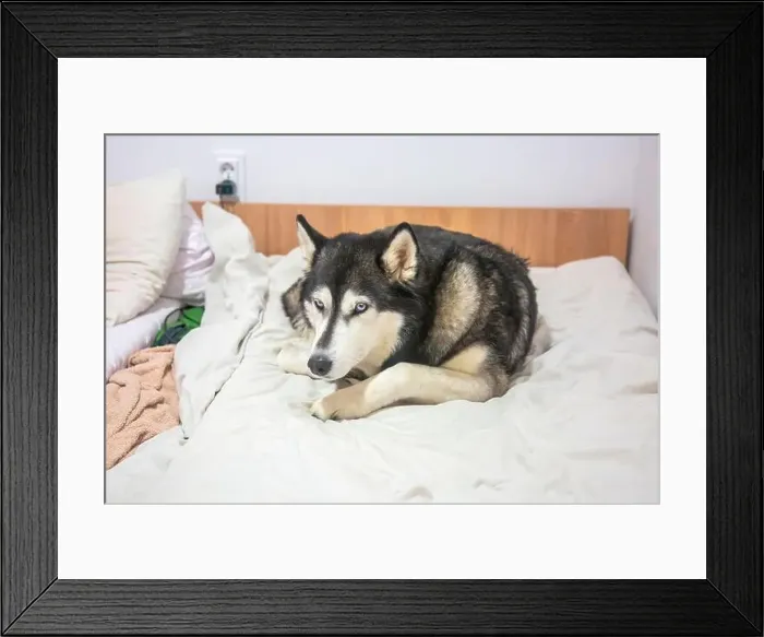 Framed Print : A fluffy husky, with piercing blue eyes Framed Print : A fluffy husky, with piercing blue eyes