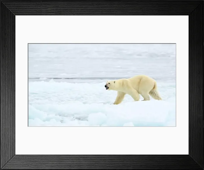Framed Print : Polar bear (Ursus maritimus) on ice and snow, Svalbard, Norway Framed Print : Polar bear (Ursus maritimus) on ice and snow, Svalbard, Norway