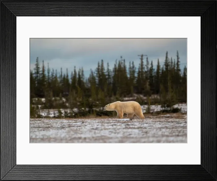 Framed Print : Polar bear walking through a snow covered field in October near Churchill, Manitoba Framed Print : Polar bear walking through a snow covered field in October near Churchill, Manitoba