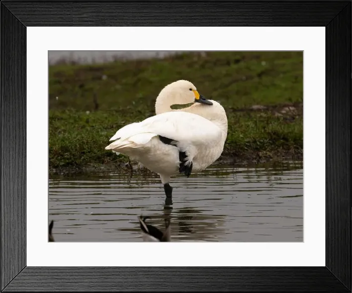 Framed Print : Bewick swan at Slimbridge WWT in Gloucestershire, a regular winter visitor from Siberia. [ cygnus columbianus bewickii ]