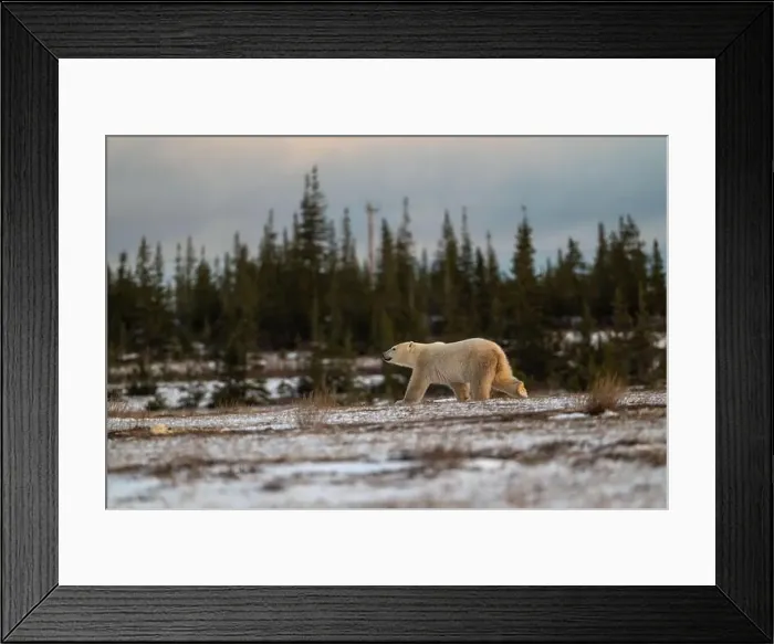 Framed Print : Polar bear walking through a snow covered field in October near Churchill, Manitoba Framed Print : Polar bear walking through a snow covered field in October near Churchill, Manitoba